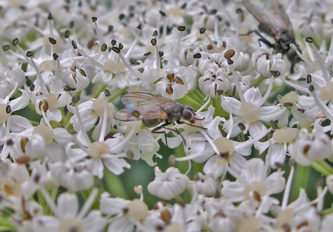 insects-pollinating-cow-parsnip
