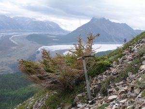 Krumholtz spruce on Porphyry Mountain, Wrangell Mountains, Alaska