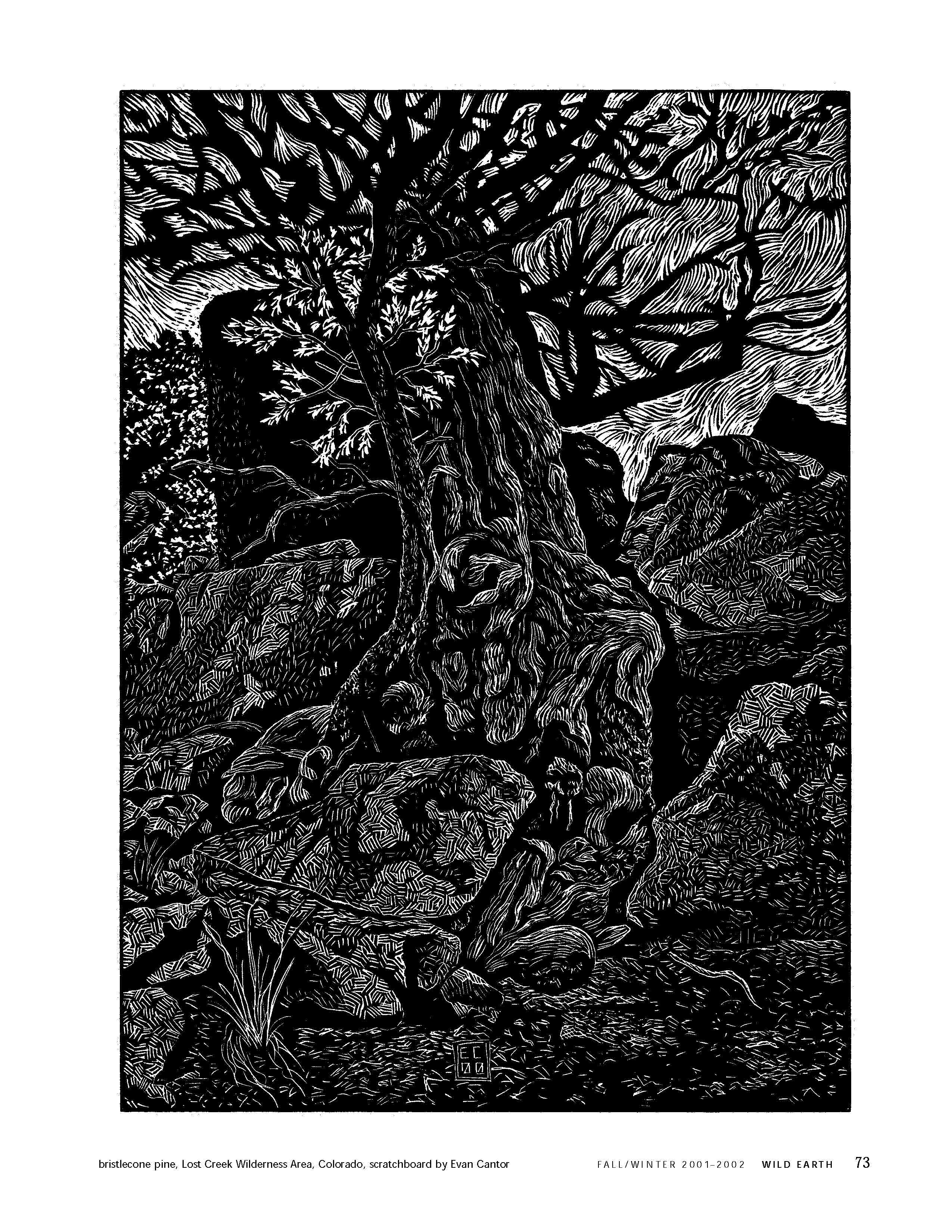 Bristlecone pine, Lost Creek Wilderness Area, Colorado, scratchboard by Evan Cantor