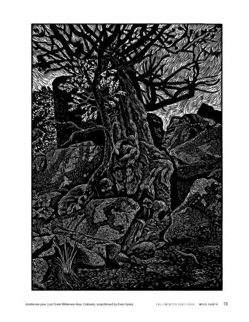 Bristlecone pine, Lost Creek Wilderness Area, Colorado, scratchboard by Evan Cantor