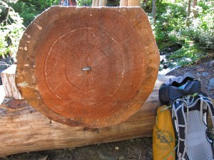 Sol Duc log bridge cross section showing second growth log