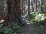 On the High Divide/Seven Lakes Basin Loop: Sol Duc Valley trail at ~2500' elevation