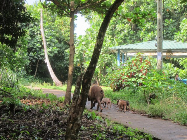 IMG_3496 pigs sow and piglets
