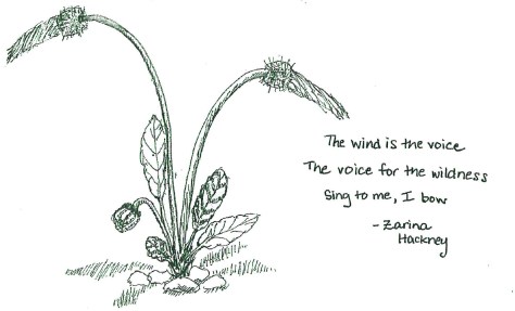 Wind is the voice for the wildness by Zarina Hackney